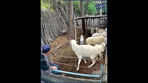 NEVER TRUST A RAM #funny #sheep #animals #farming #goats #subscribe #follow