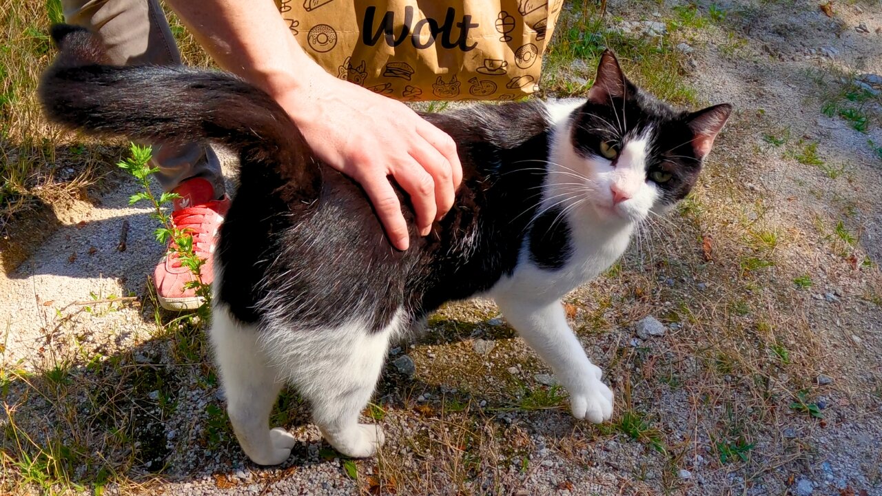 Stray Cat Rescue - We Found His Home! - Feeding Stray Cats