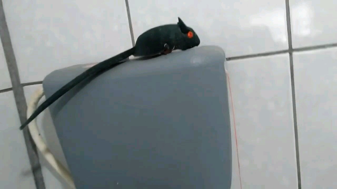 Strange animal on top of the toilet