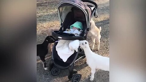 Try Not To Laugh: Funniest Moment Of Baby And Animals |Best Friend Is Sharing