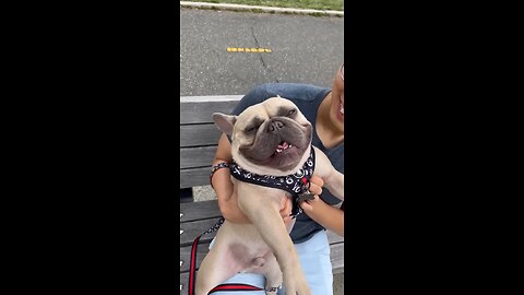 Happy to be Outdoors | Mochi The French Bulldog