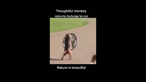 Monkey LOl