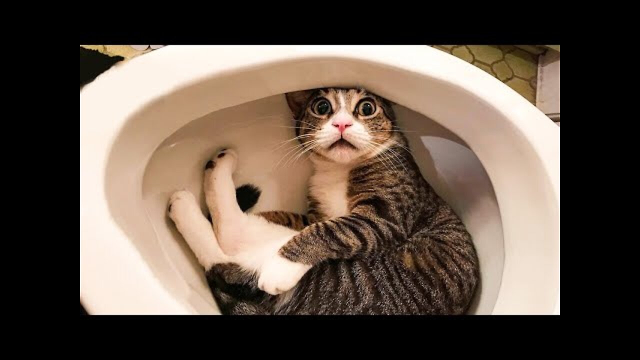 Funny cats 🤣 - Go Random 1