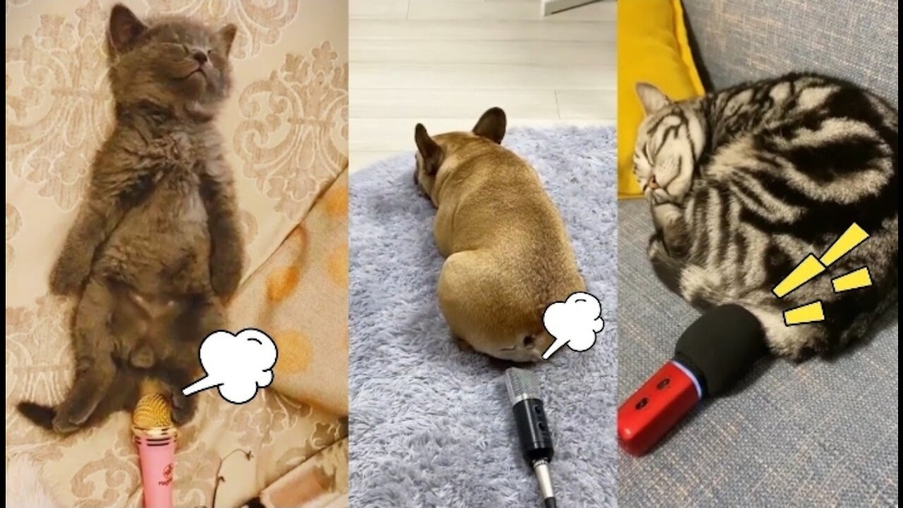 Cat Fart into microphone-Dog Fart into microphone