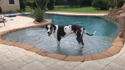 Funny Great Danes Enjoy Play Time & Pool Time