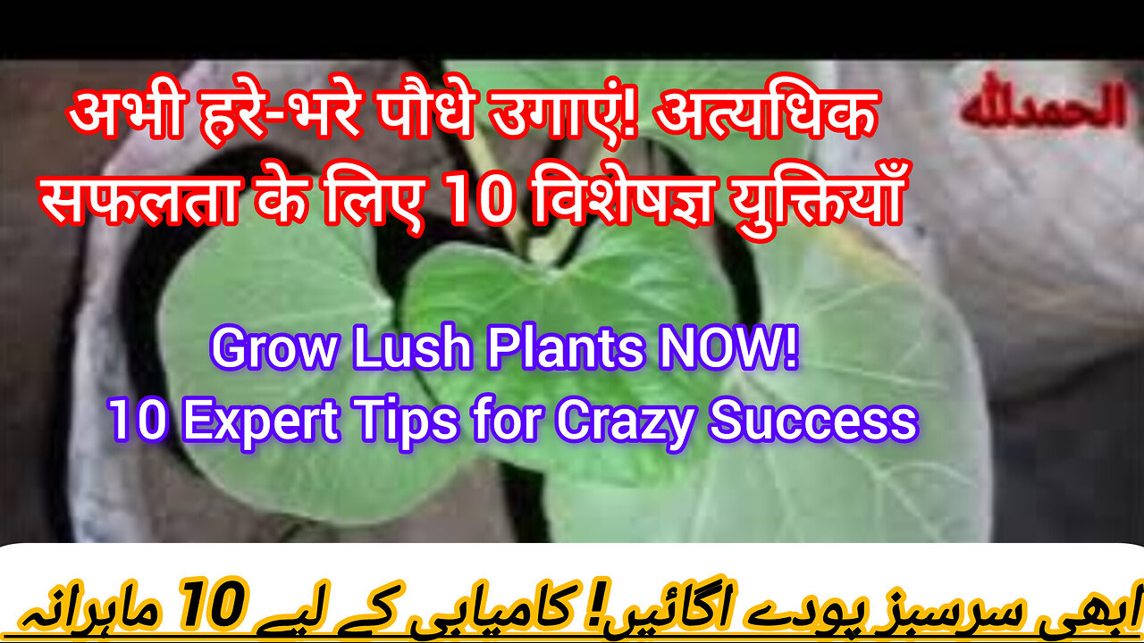 Best Time to Plant Vegetables for Maximum Growth and Harvest