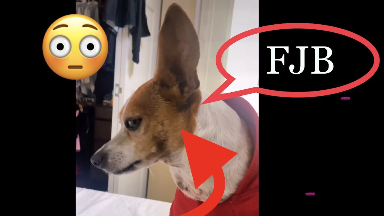 *Leftist, DO NOT WATCH* I Asked The Dog About These Democrats : HIS REACTION 😂👌🏻