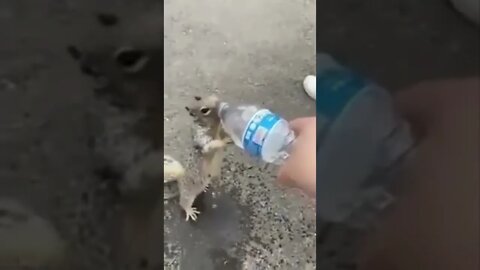 🐿️Squirrel Begs For Water🐿️#shorts