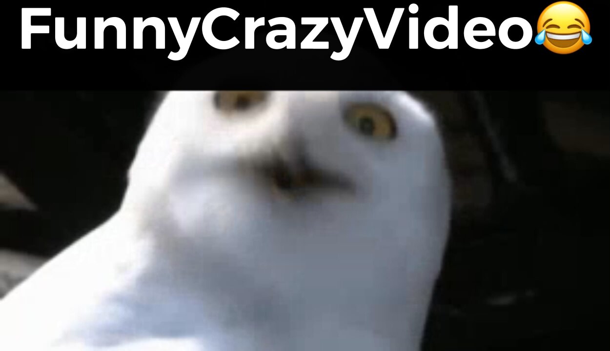 Mr FunnyCrazyVideo😂 Just Incredible Video Funny and Crazy #Like Follow for Follow 🥰