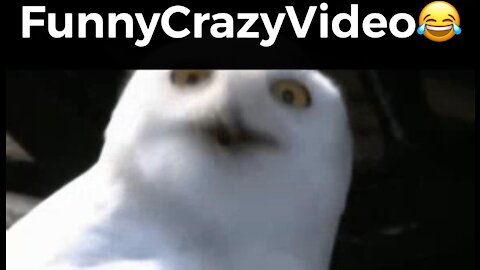 Mr FunnyCrazyVideo😂 Just Incredible Video Funny and Crazy #Like Follow for Follow 🥰