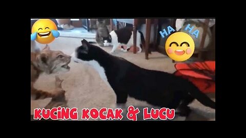 funniest Anìmal 2023🤣 Kucing Lucu Dan Kocak 😸😹