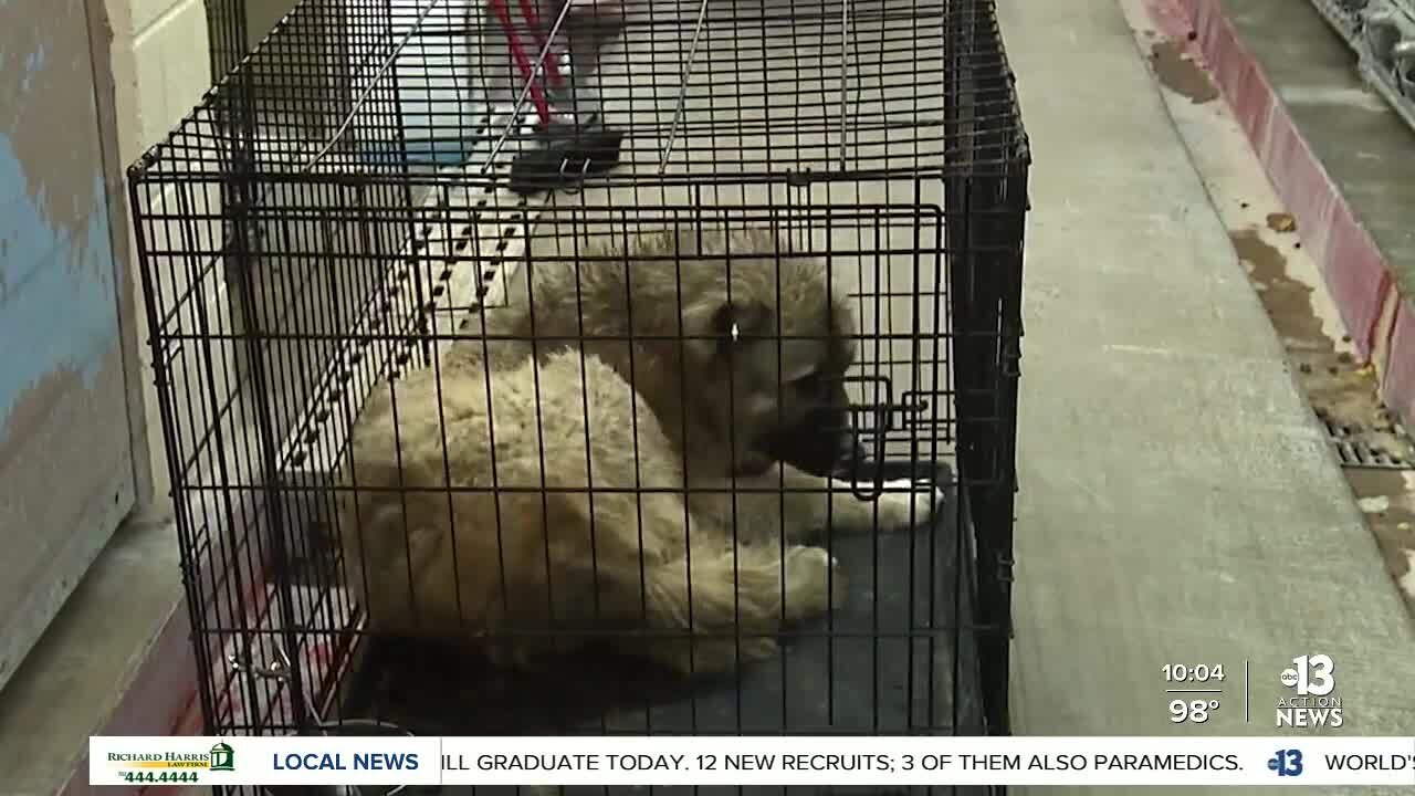 Malnourished dogs rescued from Nye County breeder