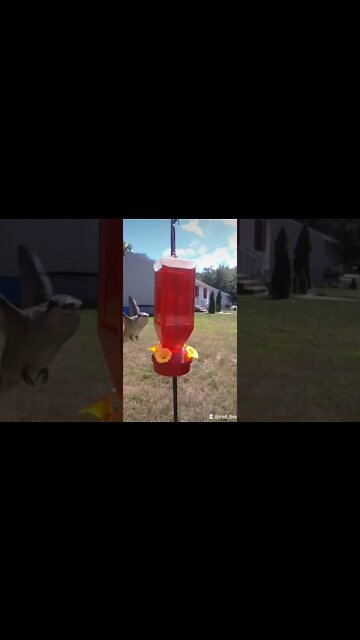 Cool shot of Humming bird