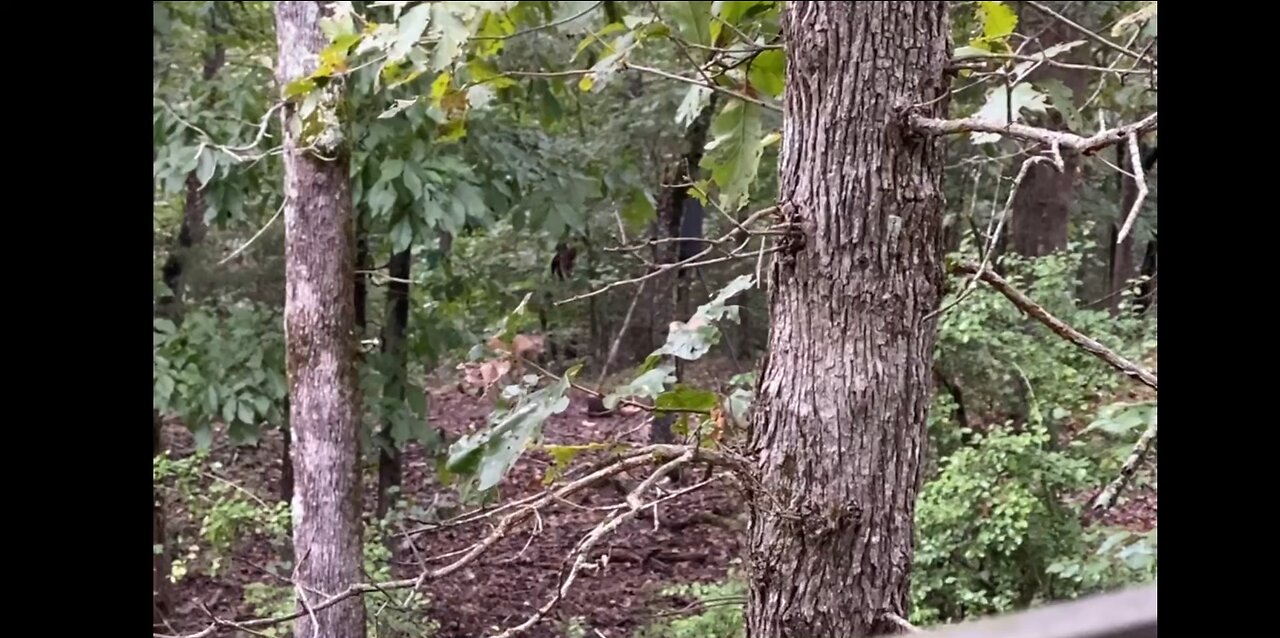 Just a few deer I saw in 2022 