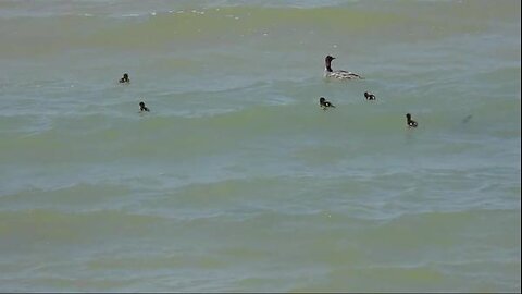 Morning feeding on Beaver Island, Michigan.