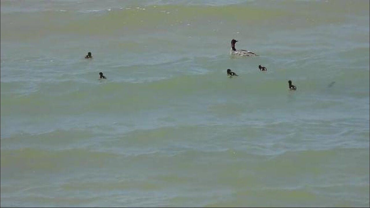 Morning feeding on Beaver Island, Michigan.