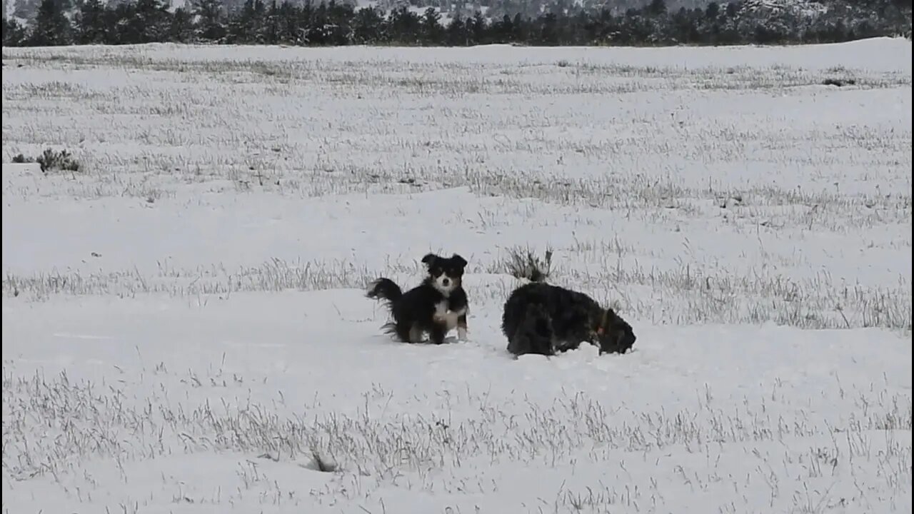 2020 Climate Crisis In Review (May-June)