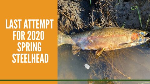 Last Attempt For 2020 Spring Steelhead / Rainbow Trout and Creek Chubs Michigan Trout Fishing