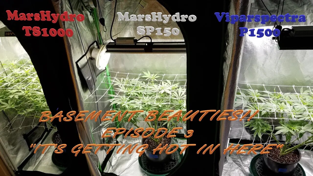 Basement Beauties! Ep.3 #MarsHydro #Viparspectra 👽 #NorthGenetics 🍍 #SevenLeafGenetics 👀💃🏼💃🏾💃day 12