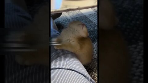 I want to sleep cute video #shorts #cat