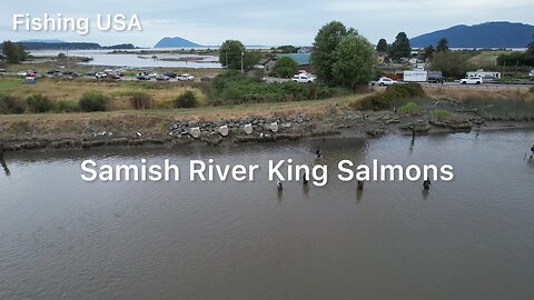 How to catch king salmon on Samish river?