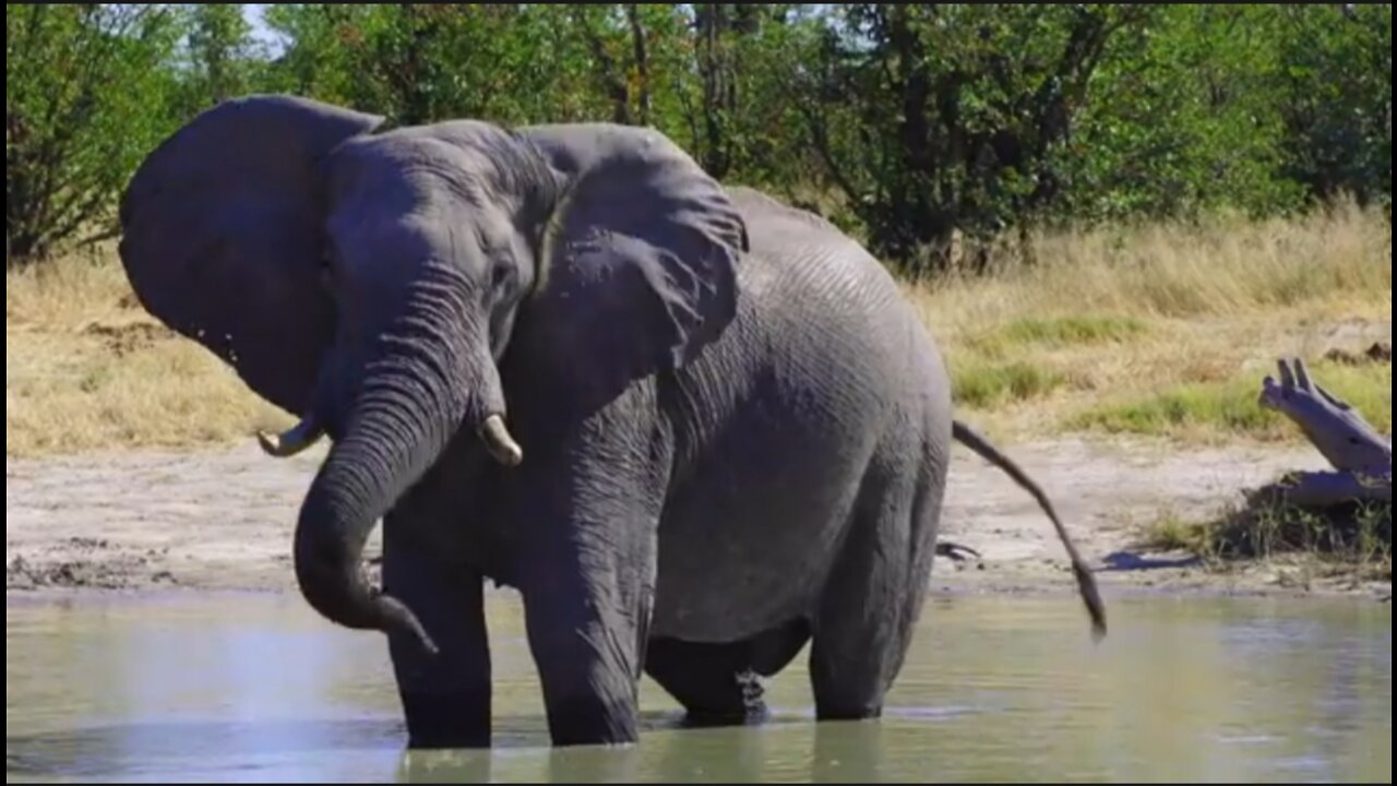 african forest elephant_african forest animals