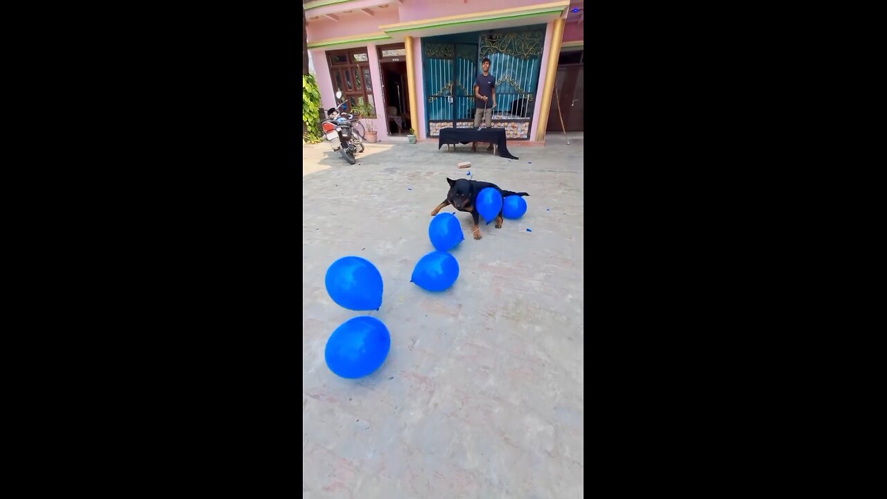 black dog so cute baloon blast