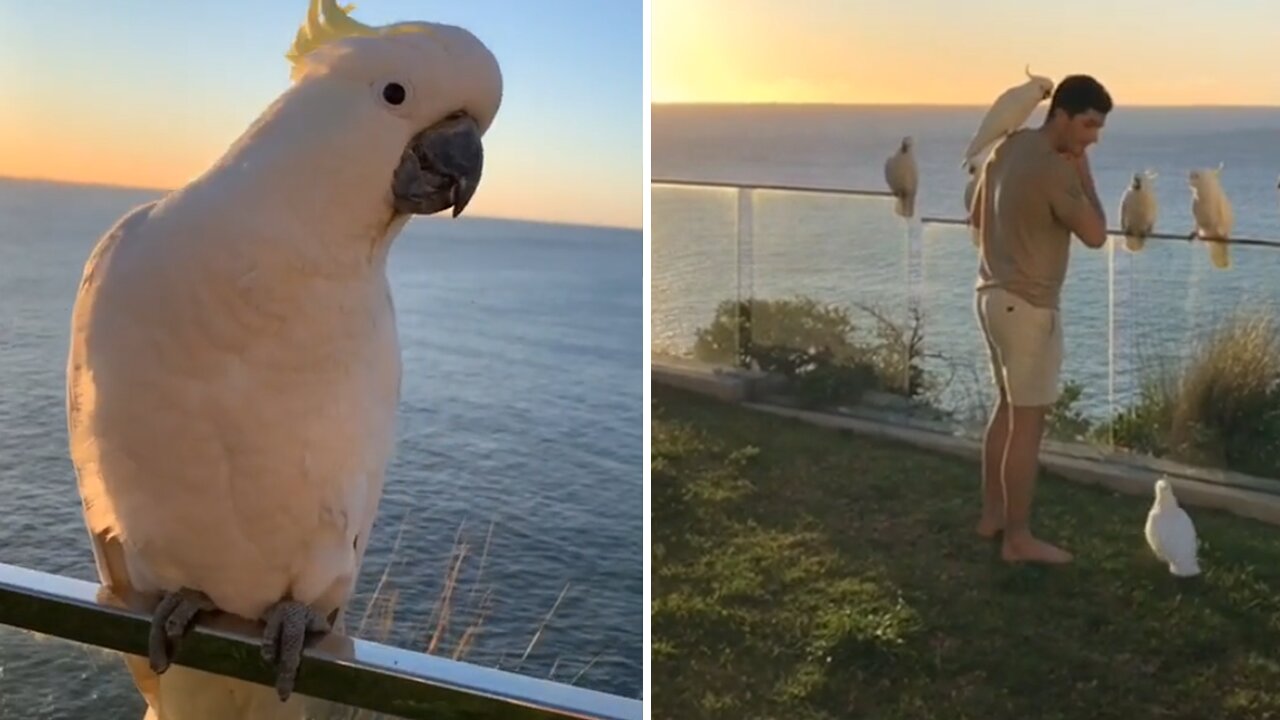 Wild cockatoos incredibly gather for feeding time