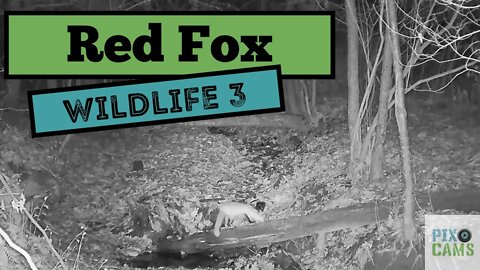 Red Fox