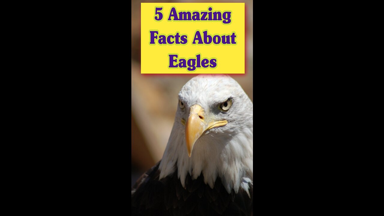 5 Amazing Facts about Eagles