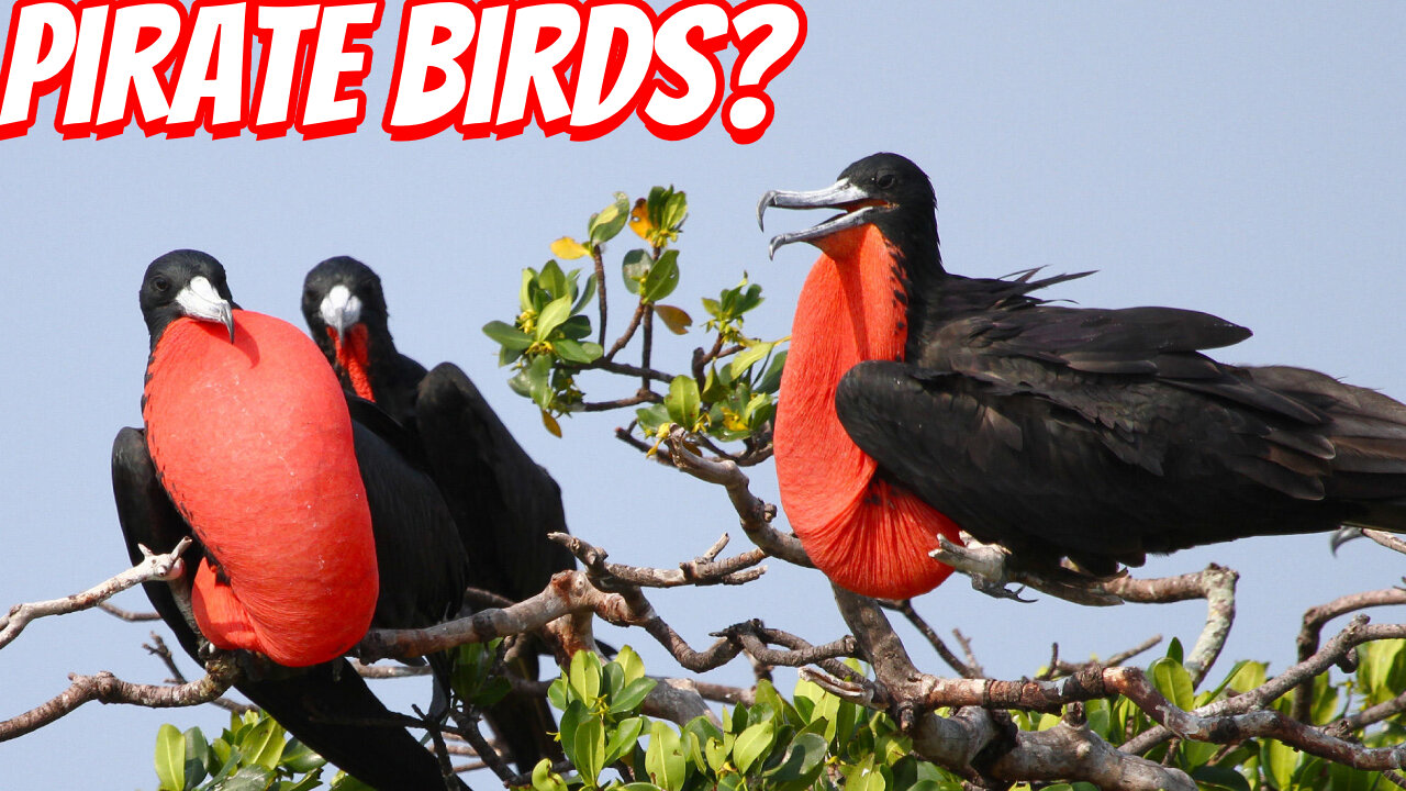 How Fast IS The Frigatebird?