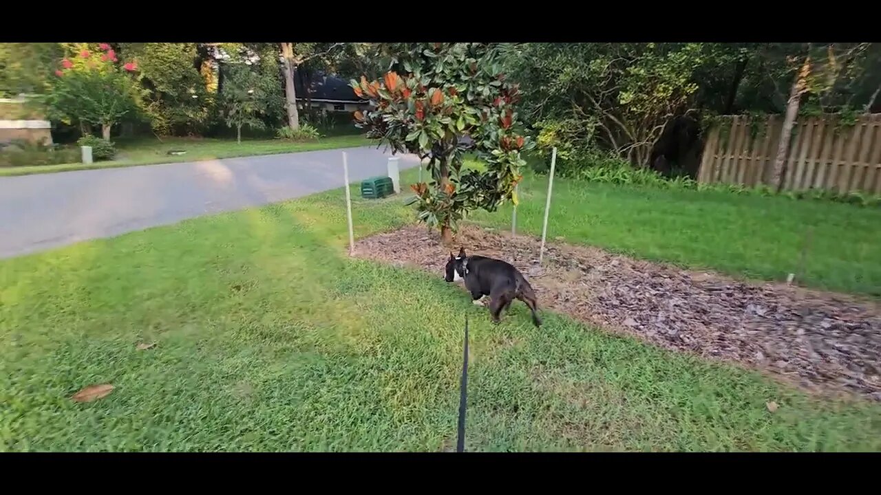 Watch American Bully Track a Bear! #pitbull #pitbulls