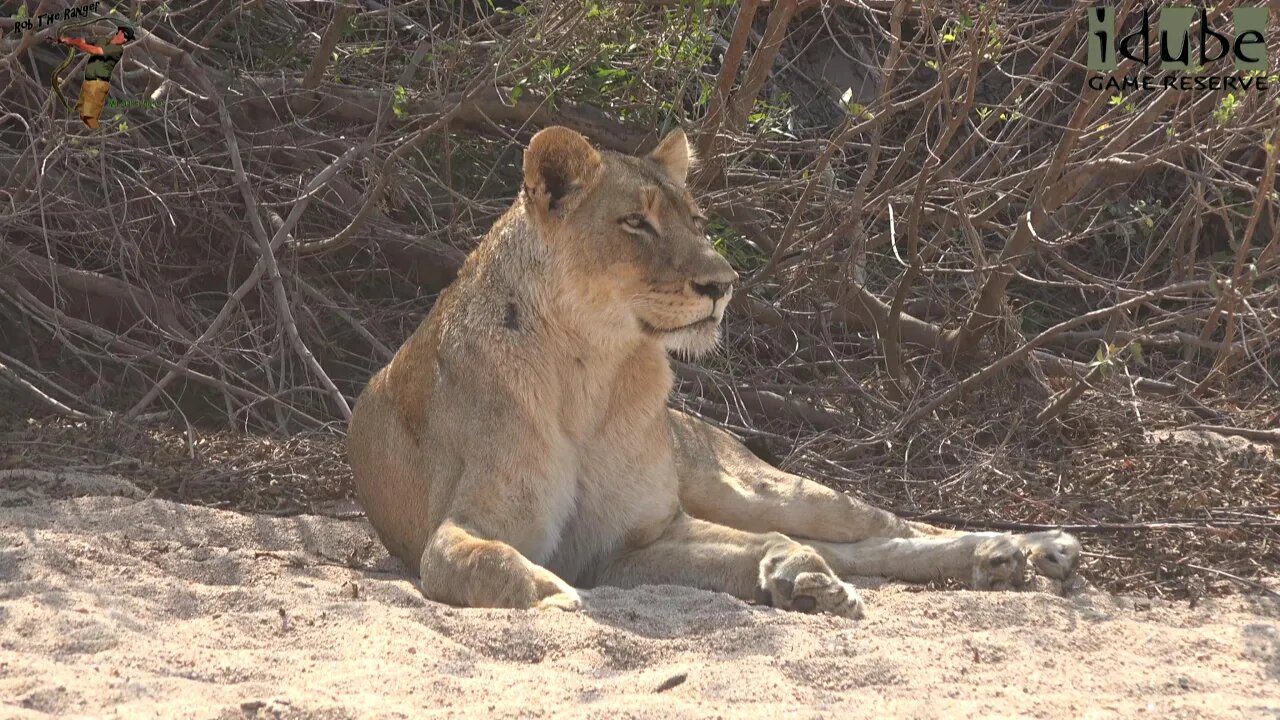 Daughters Of The Mapogo Lions - Rebuilding The Othawa Pride - 100: Bushbuck For Breakfast
