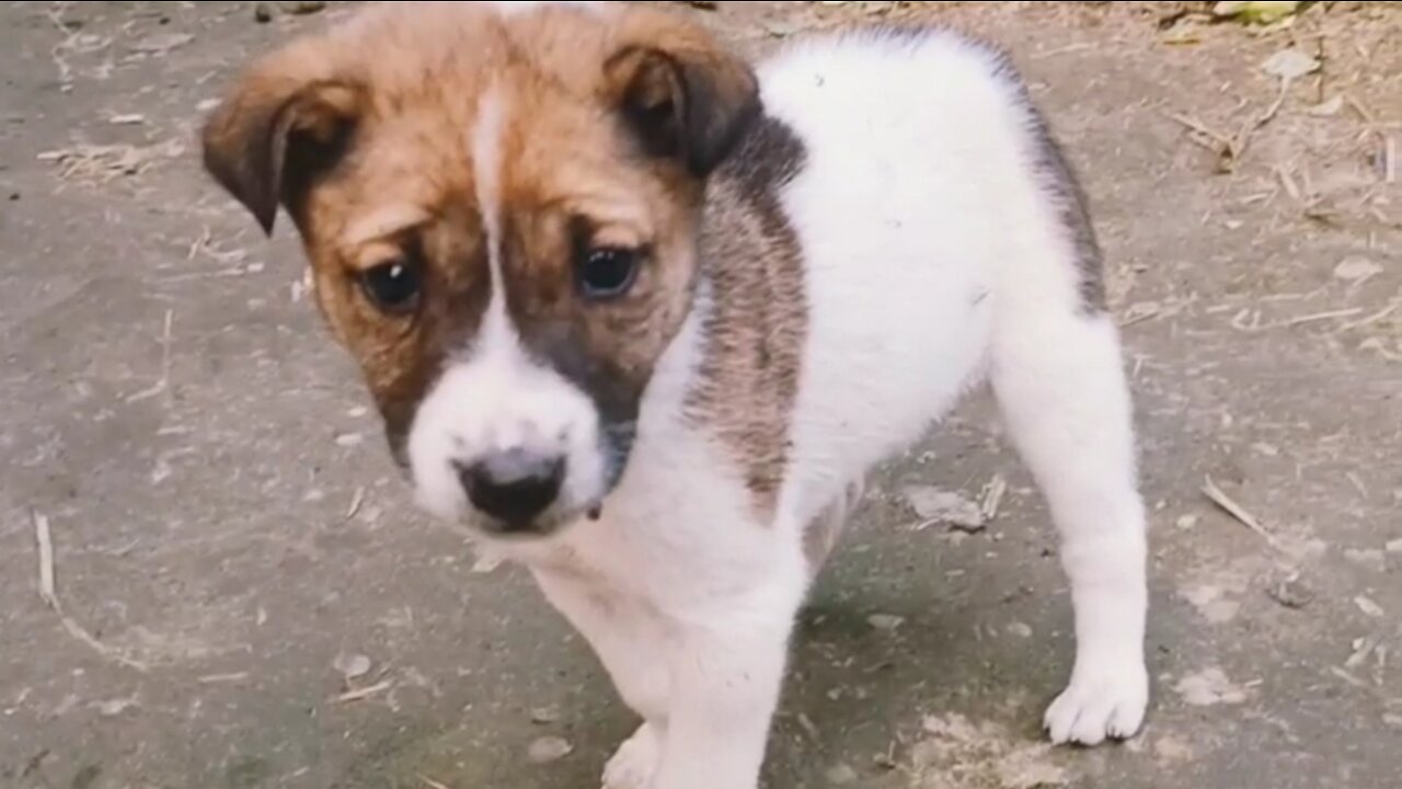 Cute pappy cute dog look at the moment and something more this video