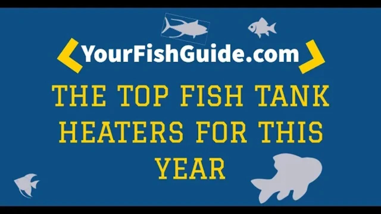 Top Fish Tank Filters: Watch This Before You Invest In One