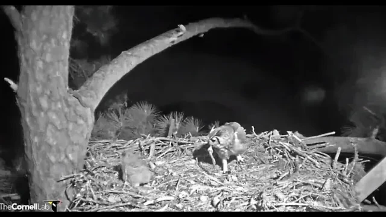 Mom Returns With a Frog-Cam One 🦉 3/9/22 21:55