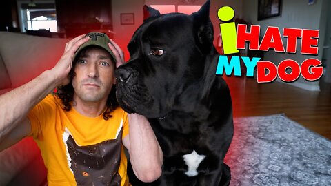 i HATE My Dog! Cane Corso Hate