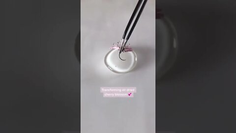 Transforming Air Dried Cherry Blossom tiktok kethstudio