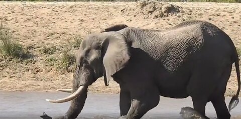 Elephant Goes For a Swim