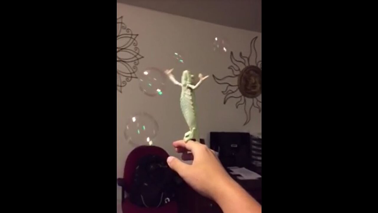 Cute chameleon catches soap bubbles