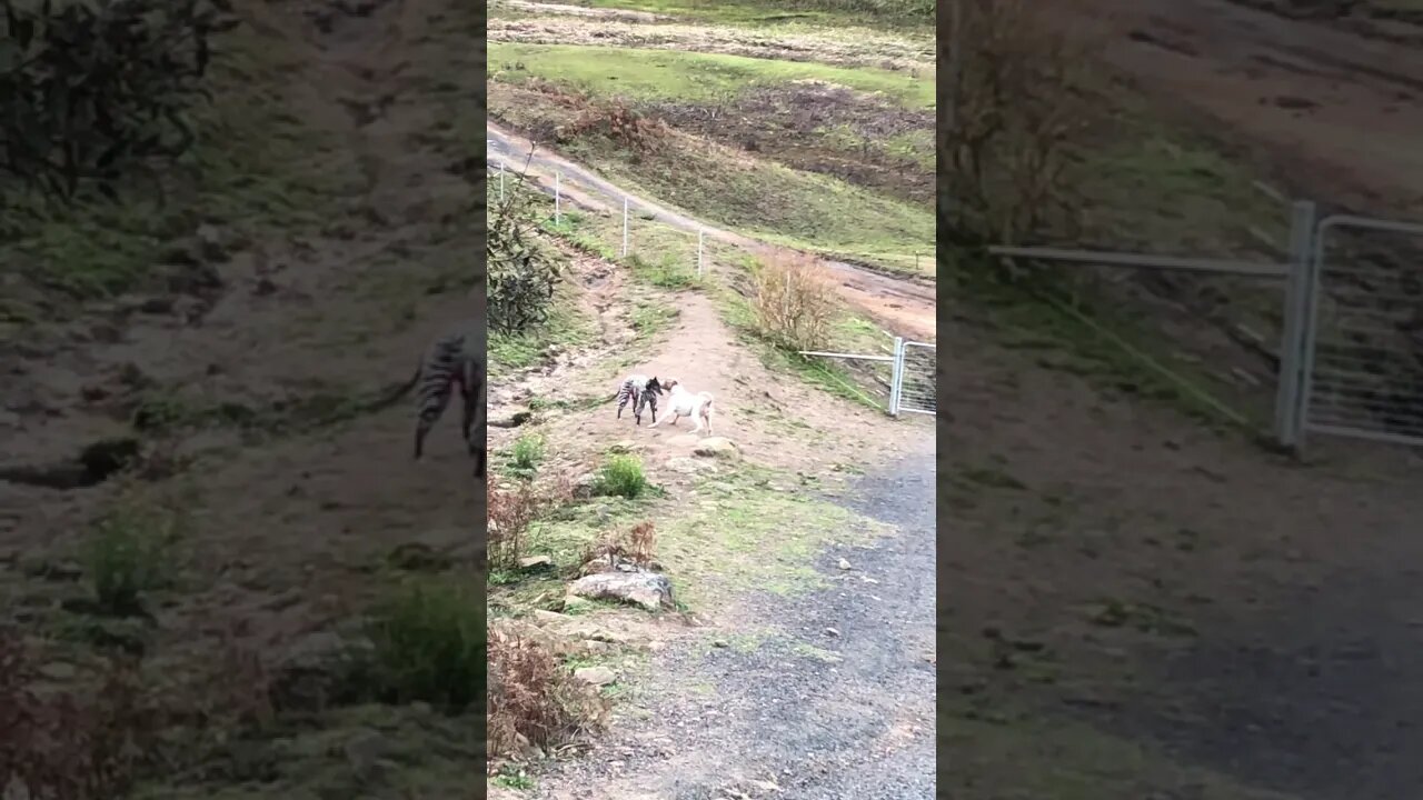 Elsa and Henry just being there funny selves - Elsa is disabled