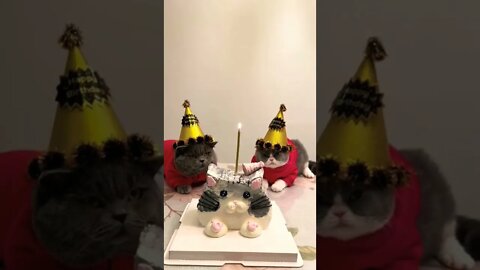 So Cute Cat birthday moments|| 🎂😻😽-#shorts #birthday #cutecats