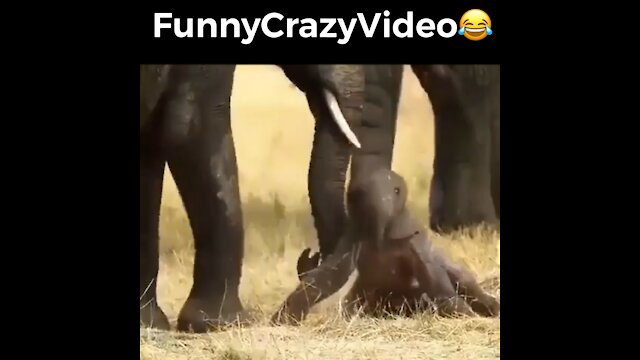 Mr FunnyCrazyVideo😂 Just Incredible Video Funny and Crazy #Like Follow for Follow 🥰