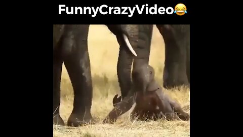 Mr FunnyCrazyVideo😂 Just Incredible Video Funny and Crazy #Like Follow for Follow 🥰