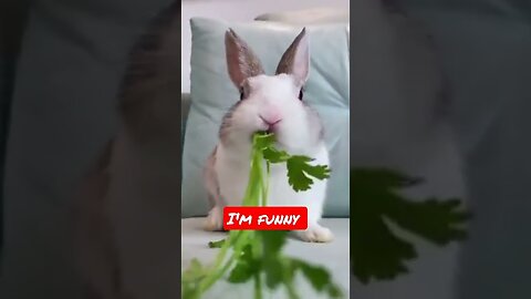 "Funny animals with funny sounds."