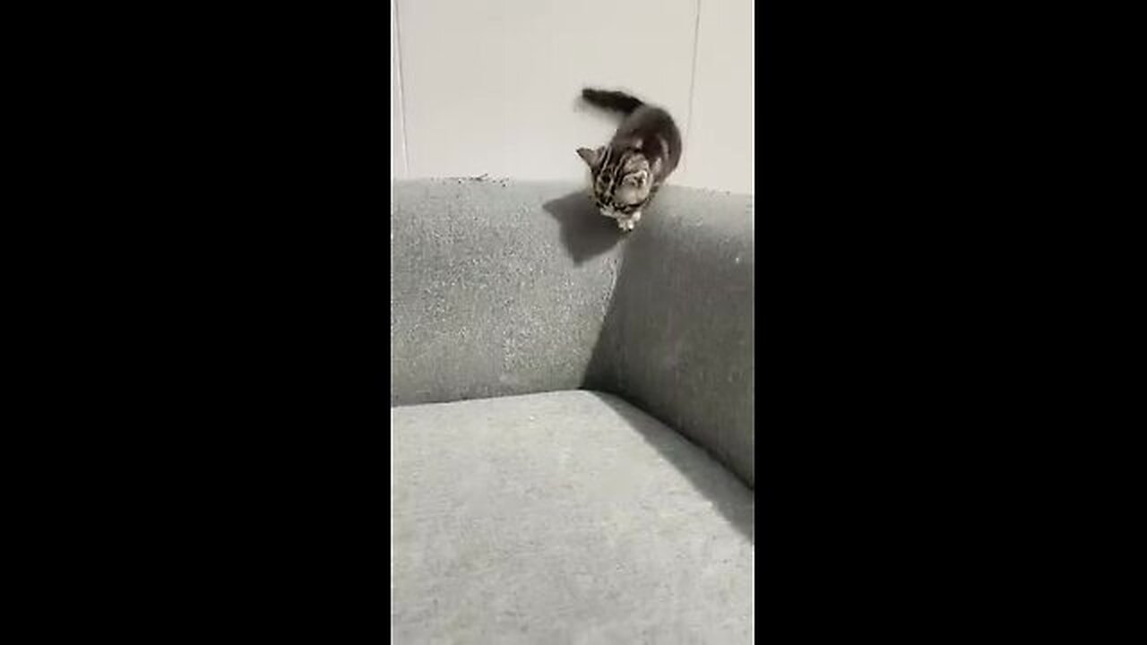 Cute kittens❤️【30】😸😹😹 Part No 09