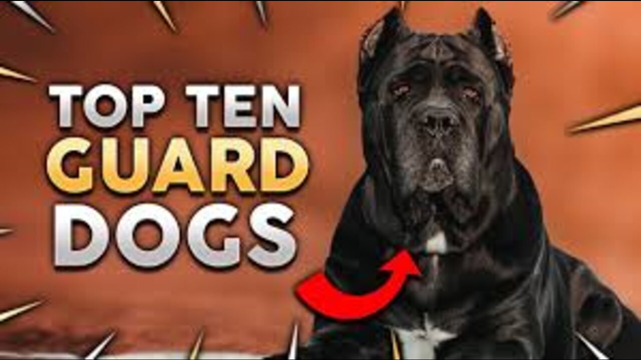 10 Most powerful guard dogs in the world