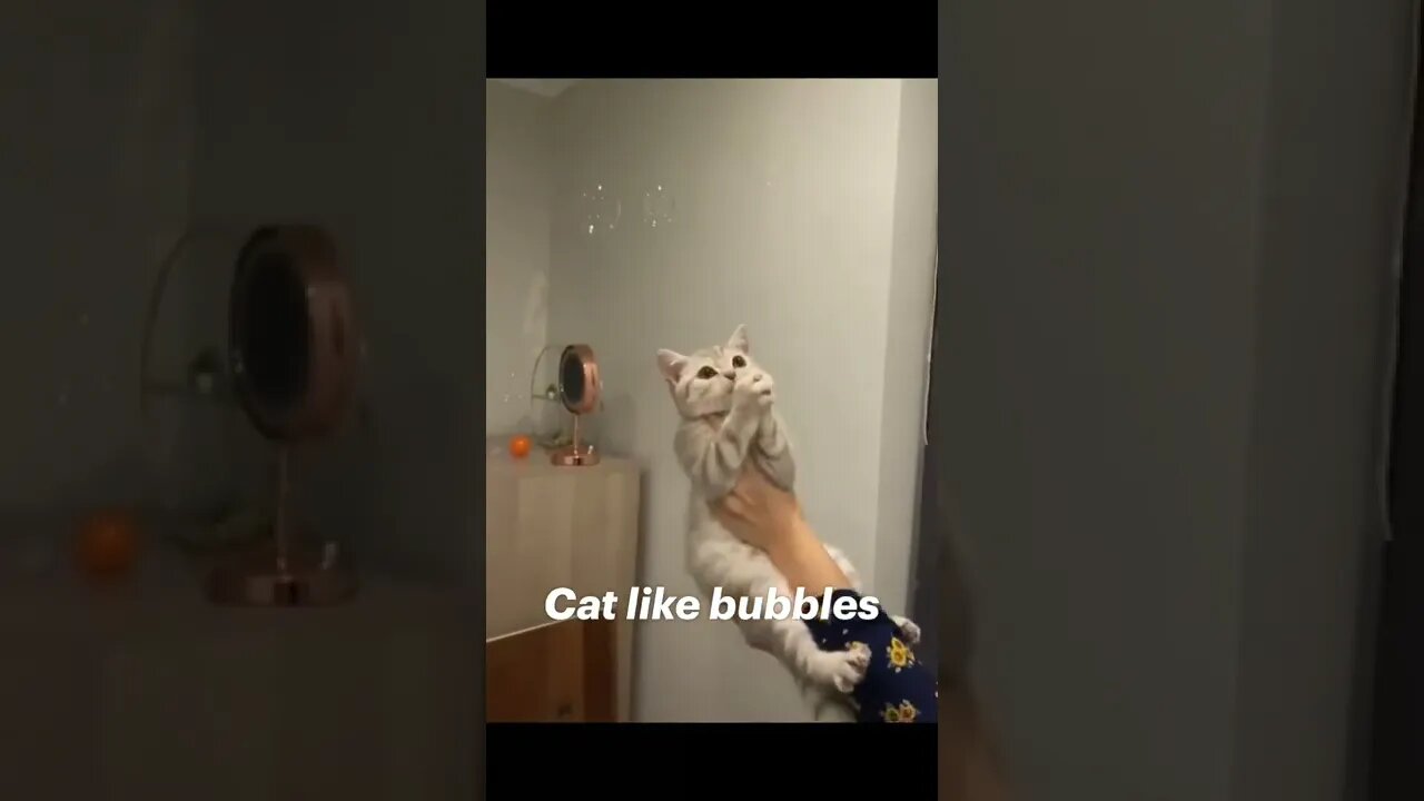 funny cat like bubbles