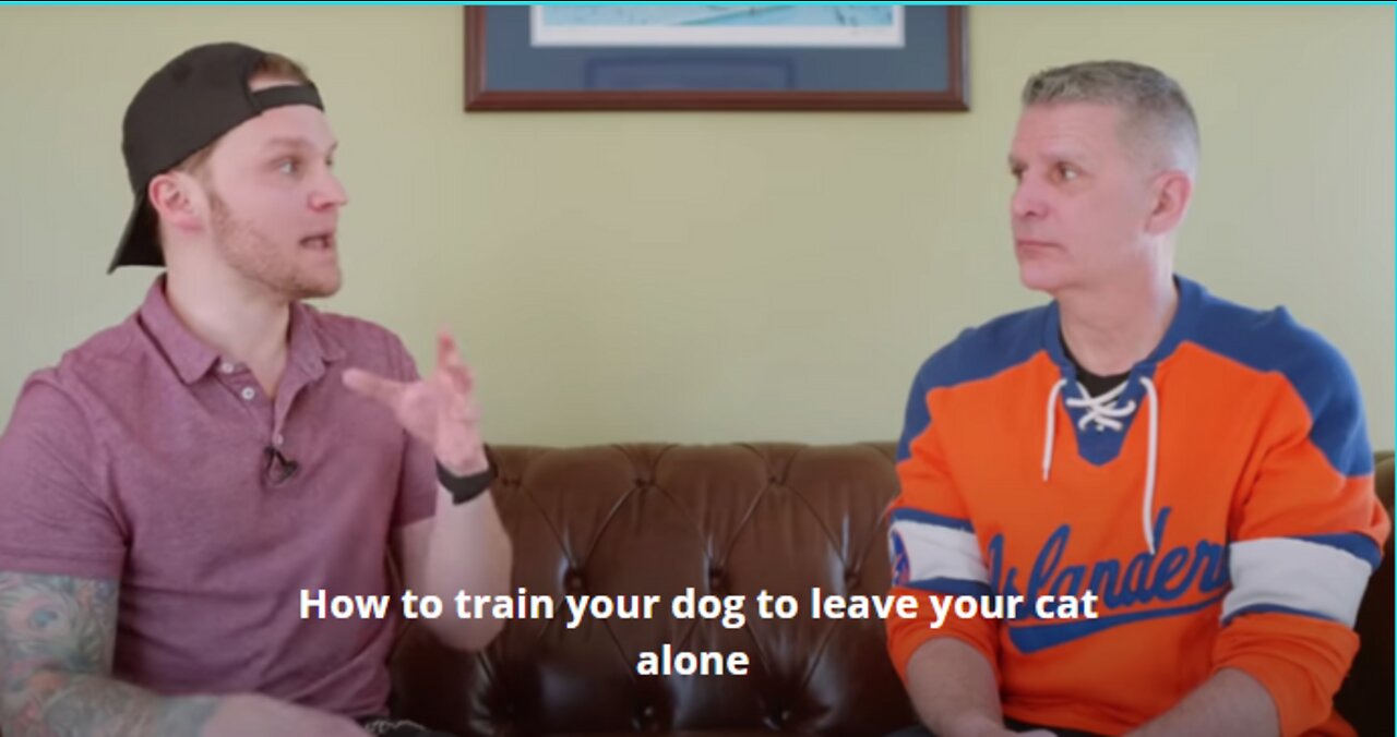 How to teach your dog and cat to get along - 2022