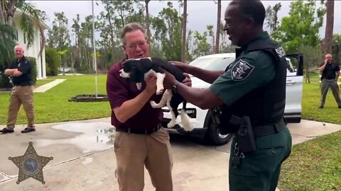 LCSO: Fort Myers nanny steals family dog